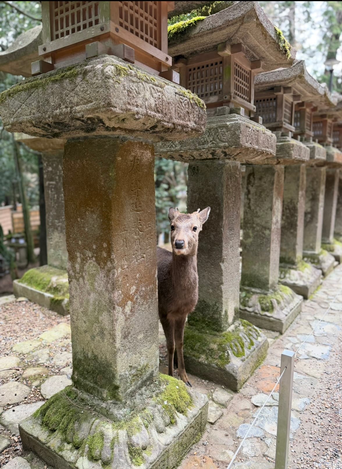 着物を着た女性が奈良の寺院や神社で参拝している様子